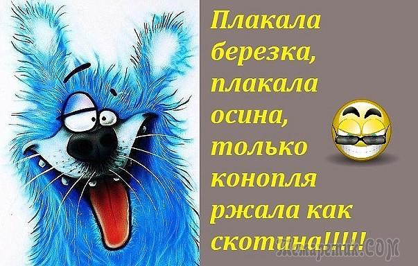 Анекдоты в картинках Анекдоты в картинках