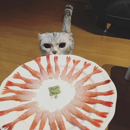 Кошка Хана с большими глазами, взявшая Instagram штурмом (24 фото) Кошка Хана с большими глазами, взявшая Instagram штурмом (24 фото)