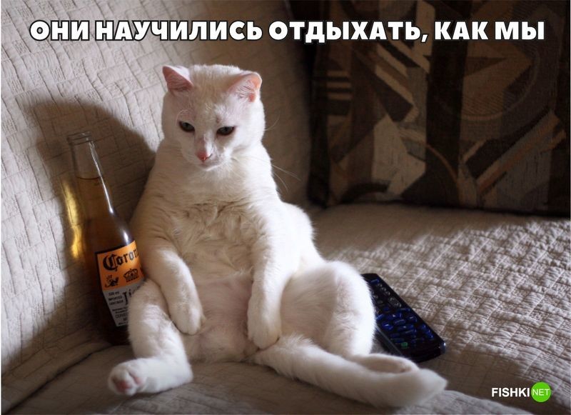 20 фотографий, доказывающих, что кошки медленно превращаются в людей 20 фотографий, доказывающих, что кошки медленно превращаются в людей кот, юмор