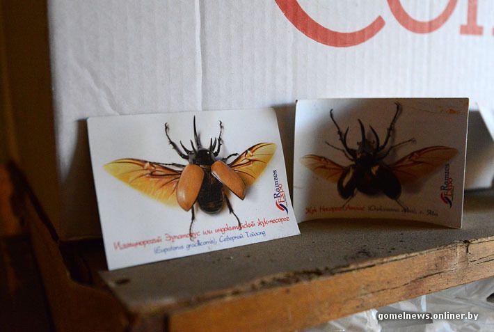 механизм, насекомые, мастер