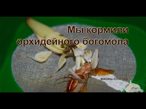 Мы кормили орхидейного богомола Мы кормили орхидейного богомола