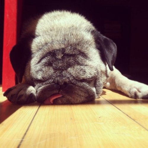 Животные-милахи (25 фото)