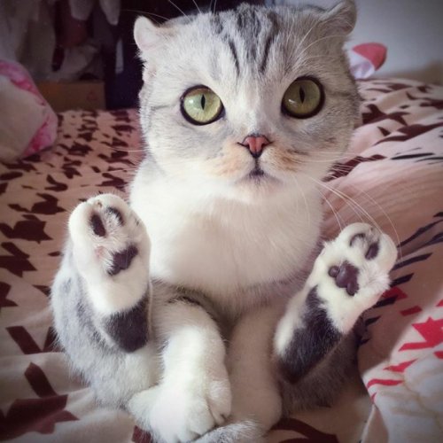 Кошка Хана с большими глазами, взявшая Instagram штурмом (24 фото) Кошка Хана с большими глазами, взявшая Instagram штурмом (24 фото)