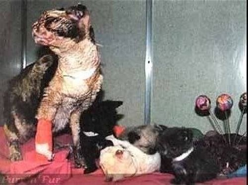 Кошка заходила в горящий дом 5 раз, чтобы вынести каждого своего котёнка Кошка заходила в горящий дом 5 раз, чтобы вынести каждого своего котёнка
