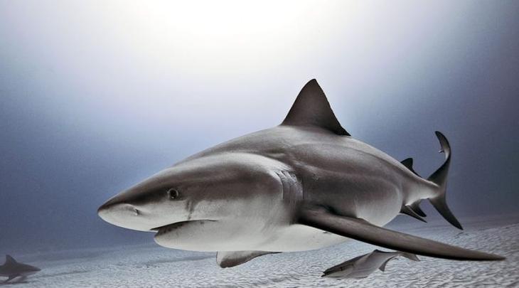 Монстры, живущие в Амазонке Монстры, живущие в Амазонке