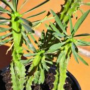 Молочай панцирный (Euphorbia loricata) Молочай панцирный (Euphorbia loricata)