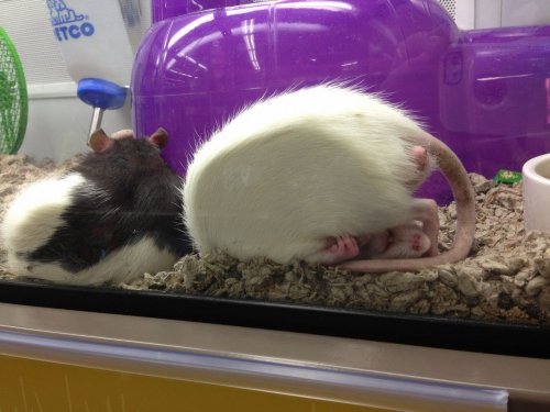 Животные-милахи (25 фото)