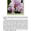 Орхидеи.page119
