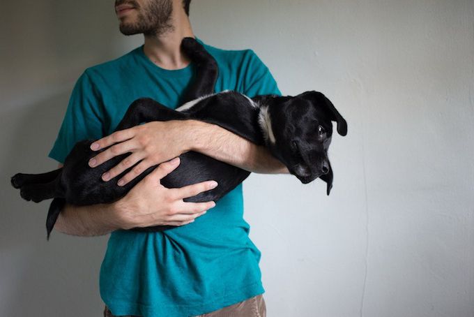 животные, отношения, люди, приют