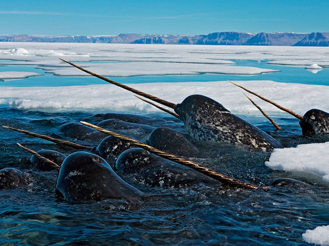 National Geographic:   