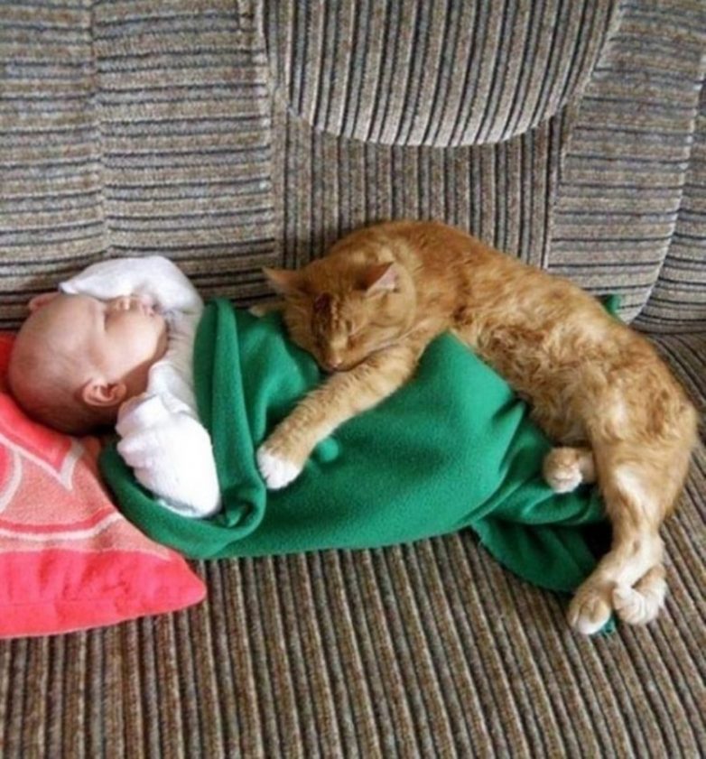 Дети и кошки Дети и кошки