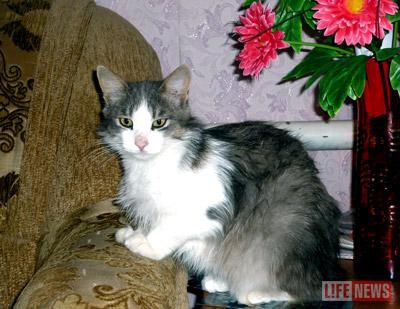 Путь домой - 3000 км кота без сапогов кот, путешествие