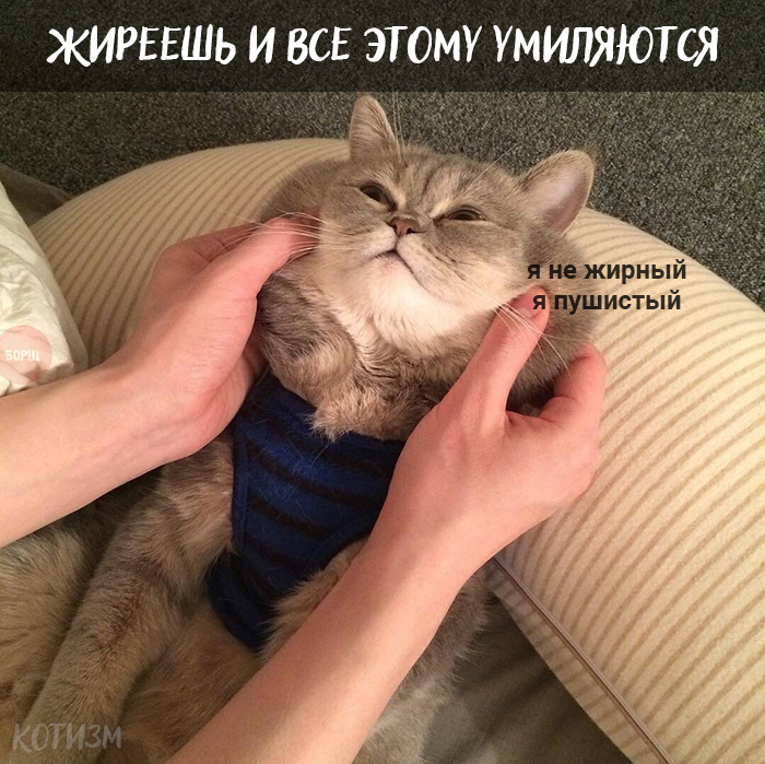 Плюсы быть котом: Кот, Картинка с текстом, Длиннопост