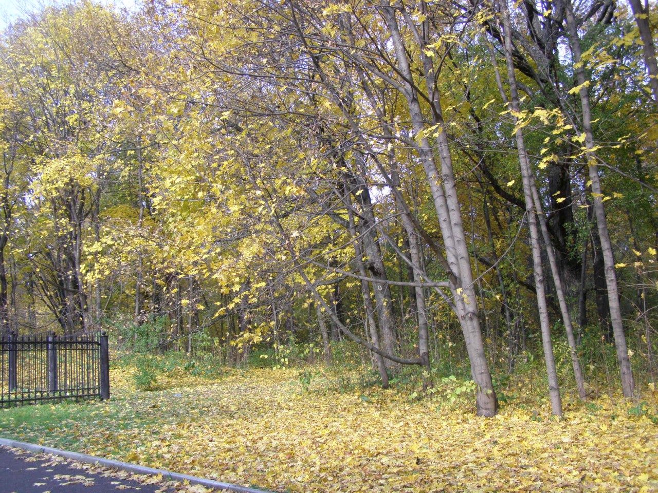 Прогулки по Москве. Осень в Ботаническом саду. Прогулки по Москве. Осень в Ботаническом саду.