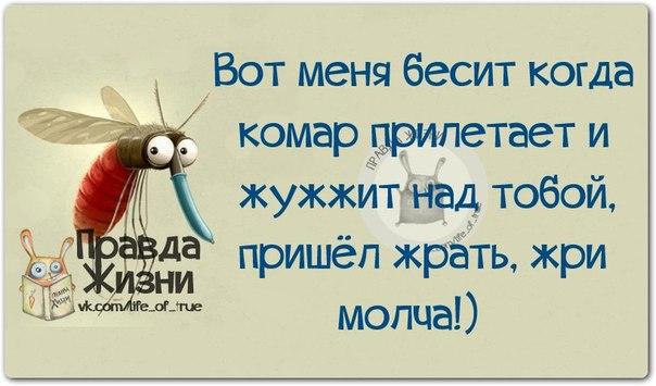 Статусы про мошек Статусы про мошек