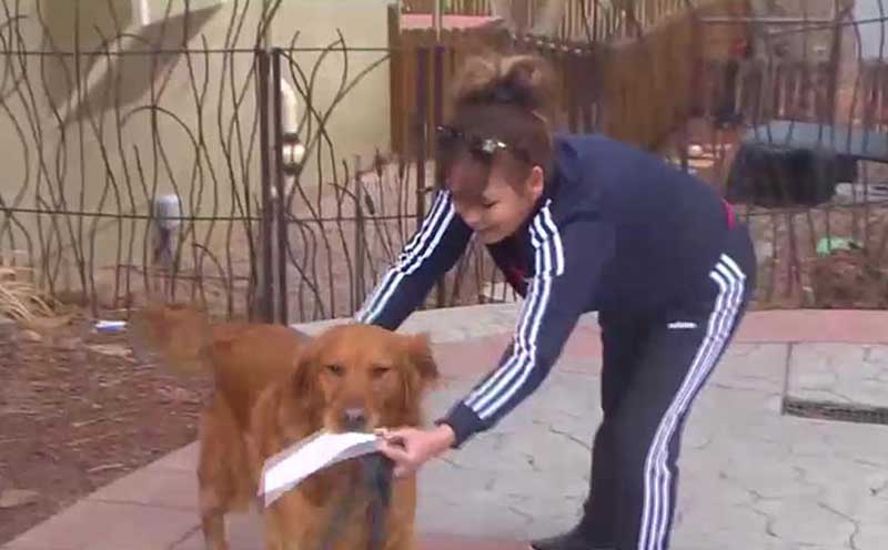 Пожилая женщина самоизолировалась и теперь за продуктами ей ходит собака
