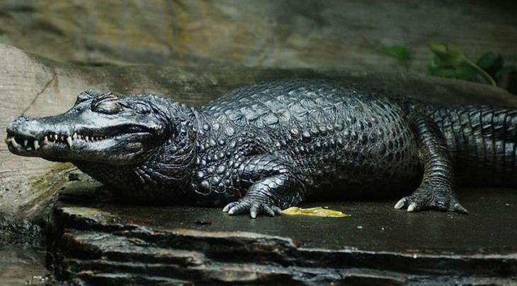 Монстры, живущие в Амазонке Монстры, живущие в Амазонке