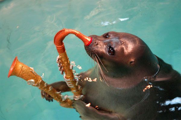 Шоу байкальских нерп Байкальская нерпа – самый известный обитатель Байкала, потрясающие создания!