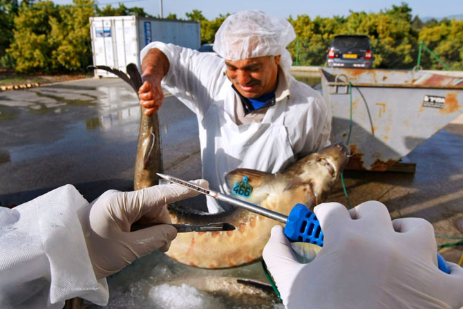 Икра осетра – черное золото Израиля