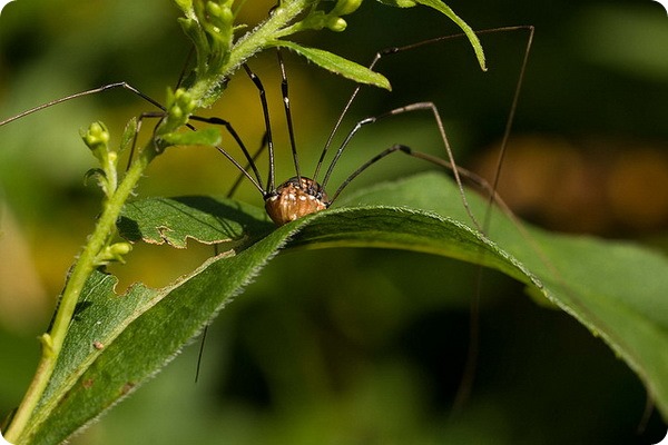 Сенокосцы (лат. Opiliones или Phalangida)