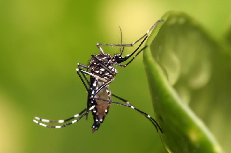 Желтолихорадочный комар, переносчик лихорадки денге