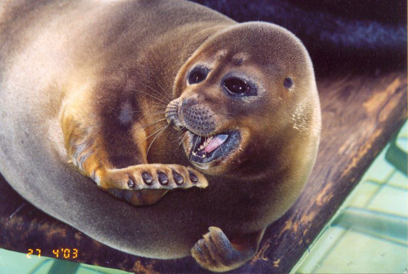 Шоу байкальских нерп Байкальская нерпа – самый известный обитатель Байкала, потрясающие создания!