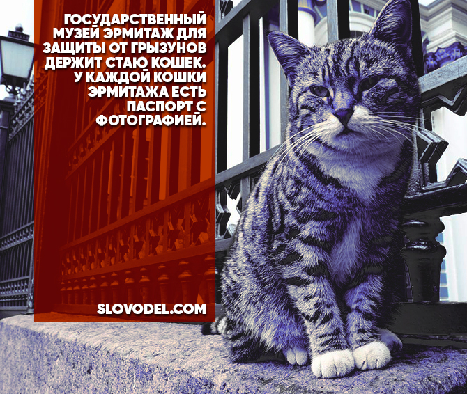 Коты эрмитажа открытки 10