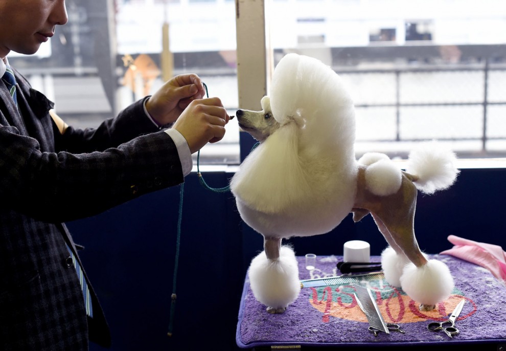 Выставка собак в мире Westminster Kennel Club Dog Show