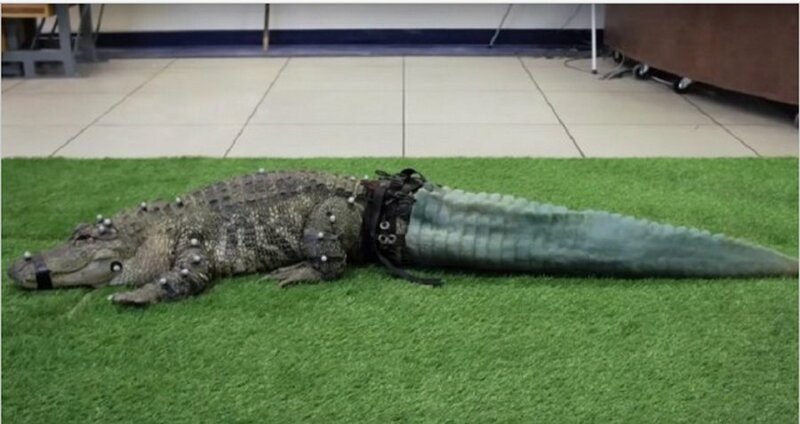 Во время незаконной транспортировки контрабандистами крокодил лишился хвоста, но зоозащитники смогли восстановить хвост на 3D-принтере добро, доброта, животные, люди, поступок, спасение, человечность