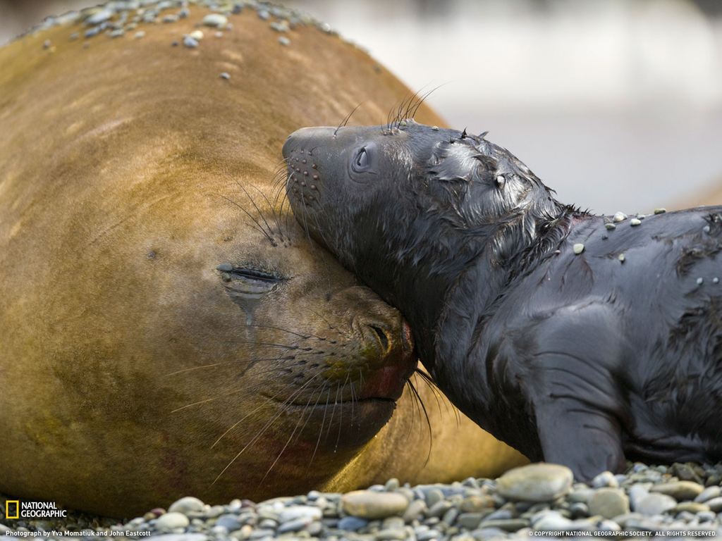    National Geographic