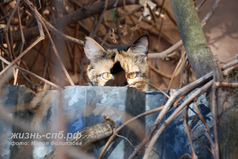 Город котов: мартовские коты покорили юного фотографа