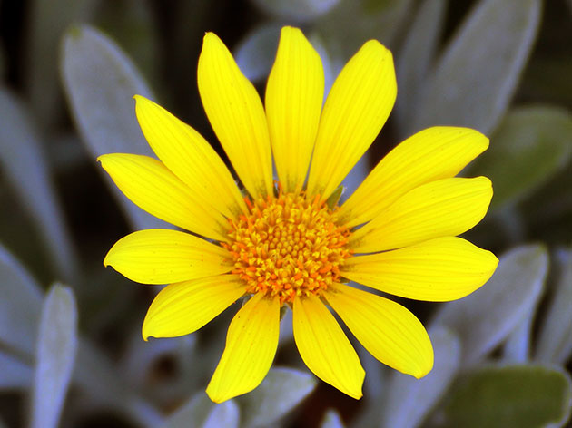 ������� �����������, ��� ��������� / Gazania rigens, Gazania splendens