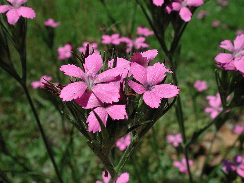 Гвоздика армериевидная (лат. Dianthus armeria) Гвоздика армериевидная фото (лат. Dianthus armeria)
