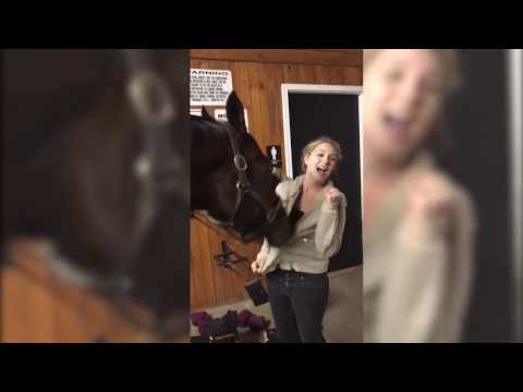 В США лошадь научилась расстегивать женские худи