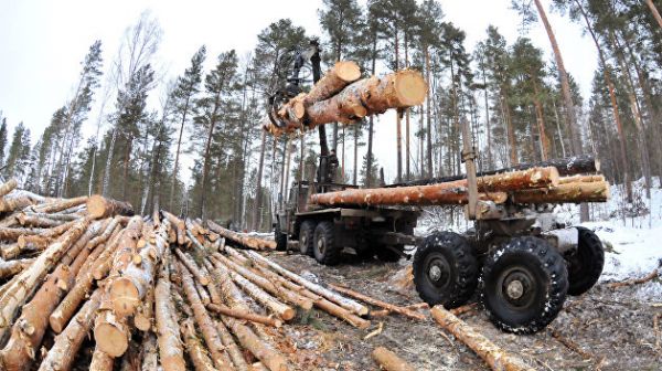 2019-й год — леса на Украине больше не будет