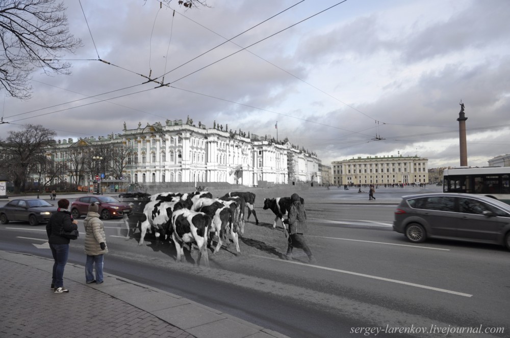 245. Ленинград 1942-2013 Перегон скота на Дворцовой.sL 245. Ленинград 1942-2013 Перегон скота на Дворцовой.sL