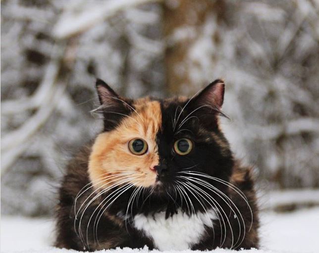 17 животных, раскрашивая которых, природа была в ударе 17 животных, раскрашивая которых, природа была в ударе