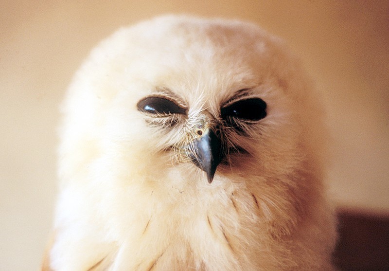 Где-то я тебя видел… (birdlife.org) Где-то я тебя видел… (birdlife.org) мимика, пернатые, птицы, сова