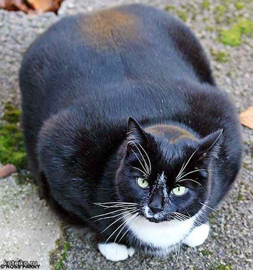 картинка очень толстенные котейки 2 (24 фото)