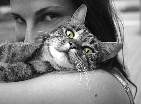 Обнимите кота Обнимите кота