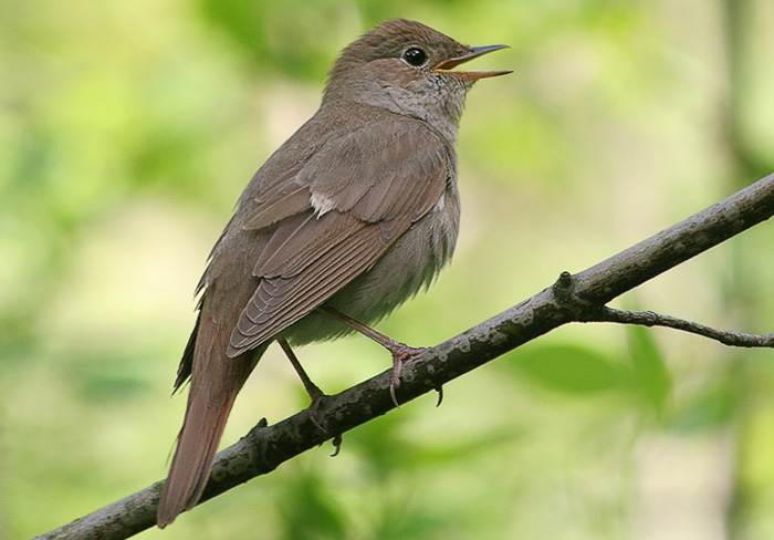 ������� �� �������