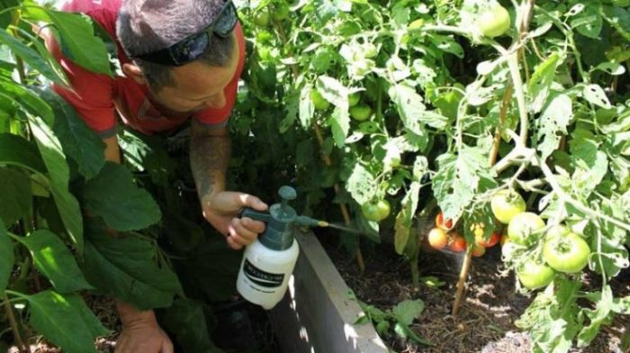 Незабываем про обработку. /Фото: agronom.expert. Незабываем про обработку. /Фото: agronom.expert.