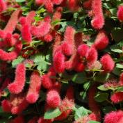 Молочай Акалифа (Acalypha) Молочай Акалифа (Acalypha)