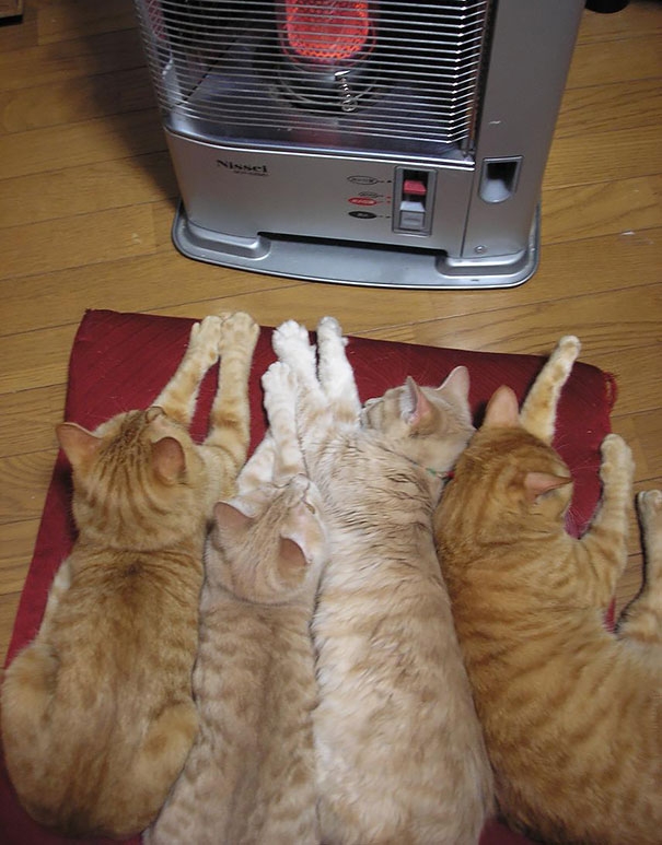 20 кошек, которые любят тепло больше, чем кто-либо кошки которые любят тепло, кошки и солнце
