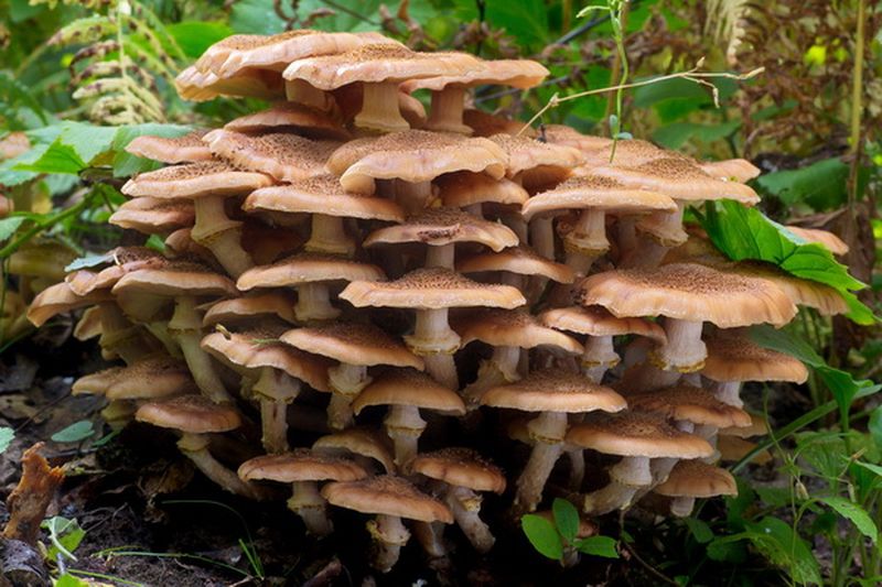 10 самых популярных съедобных грибов 10 самых популярных съедобных грибов