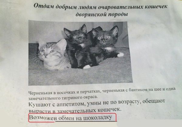 Самые теплые объявления и вывески (15 фото) Самые теплые объявления и вывески (15 фото)