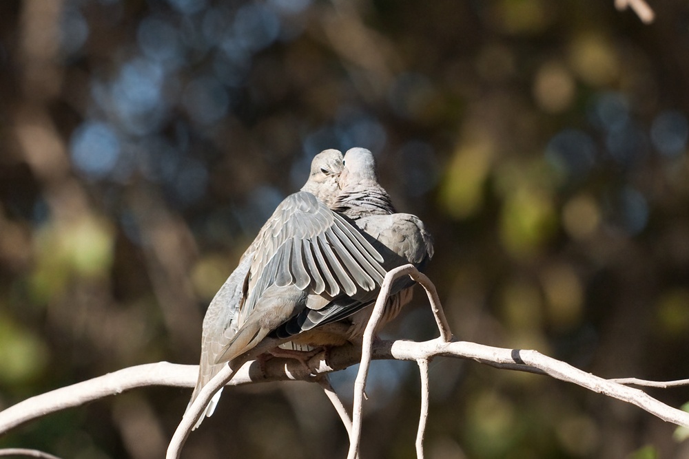 Животные, у которых можно поучиться верности и любви Животные, у которых можно поучиться верности и любви