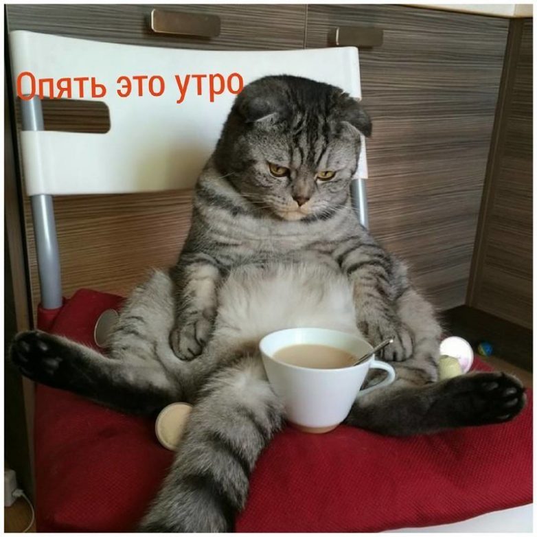 Когда животные умнее, чем мы