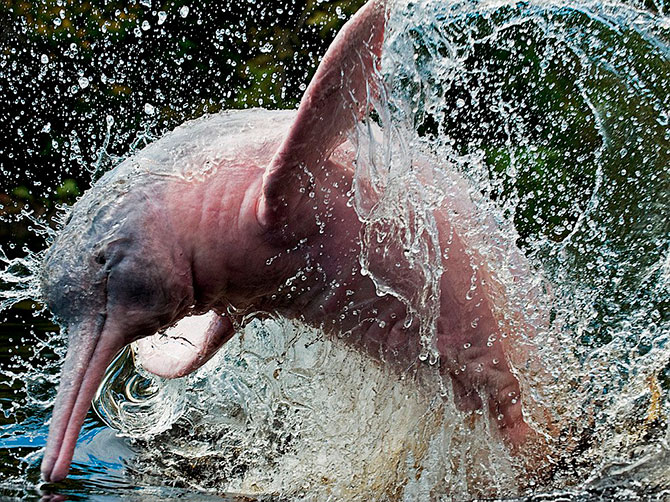 National Geographic:   