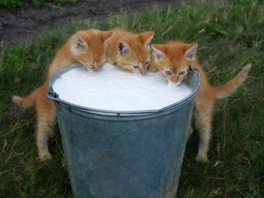 Коты, которых поймали на горячем - 45 отчаянных фотографий Коты, которых поймали на горячем - 45 отчаянных фотографий